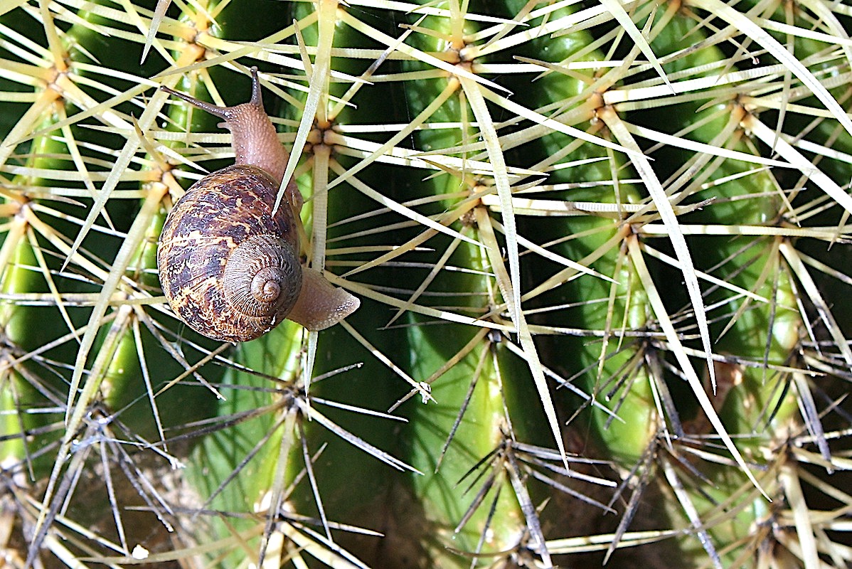 Snail on cactus (c) Debra Lee Baldwin