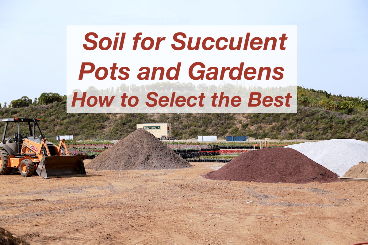 Soil for succulents video
