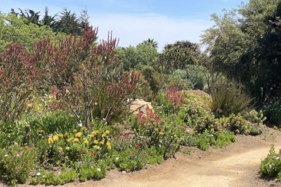 South African garden (c) Debra Lee Baldwin