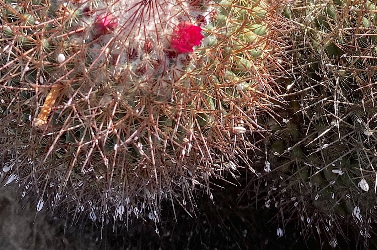 White bits on mammillaria cactus spines (c) Debra Lee Baldwin