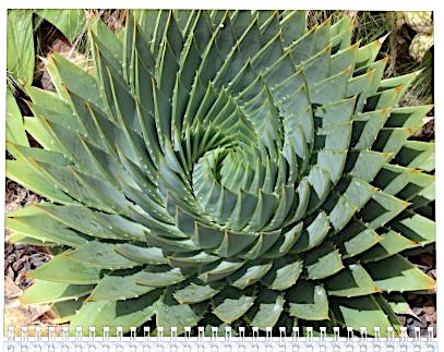 Spiral aloe (Aloe polyphylla) (c) Debra Lee Baldwin 