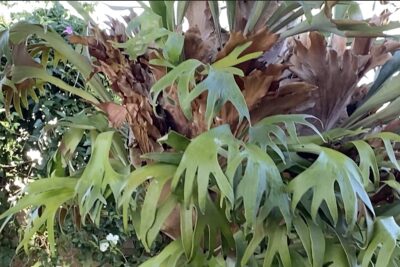 Staghorn fern (Platycereum) in rusty-leaf fig tree