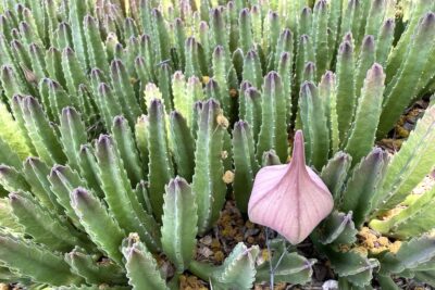 Carrion flower in bud looks like minaret: Stapelia gigantea (c) Debra Lee Baldwin