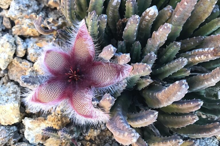 Success with Stapeliads (Carrion Flowers) Debra Lee Baldwin