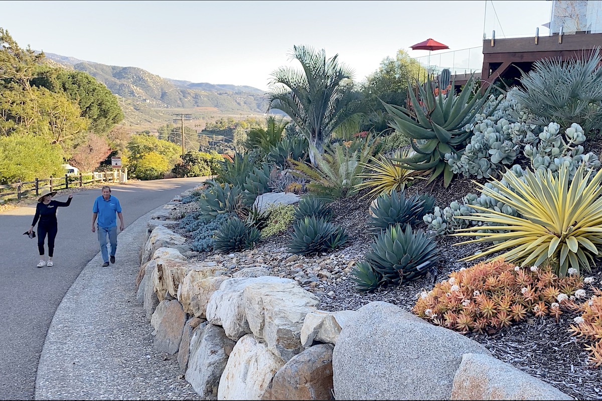 Streetside succulent garden (c) Debra Lee Baldwin