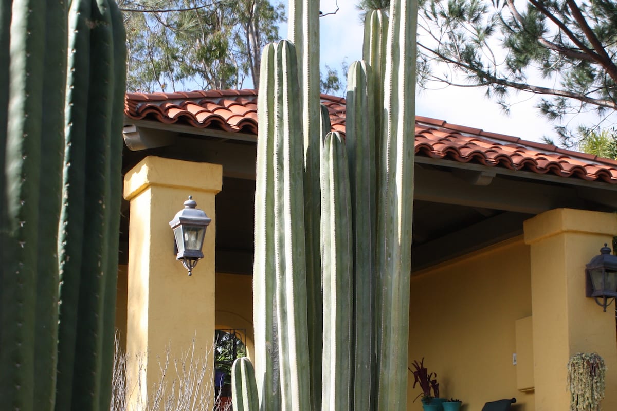 Pole like cactus Stenocereus thurberi (c) Debra Lee Baldwin