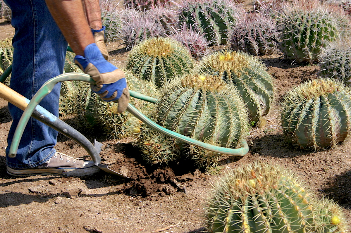 How to dig up a barrel cactus