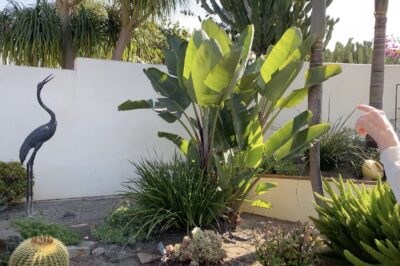 Southern California garden plant with huge green leaves: giant bird of paradise (Strelitzia nicolai)