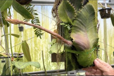 Arboreal rain forest cactus Strophocactus wittii (c) Debra Lee Baldwin