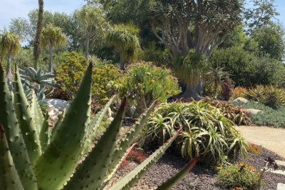Aloe marlothii, Succulent Garden (c) Debra Lee Baldwin