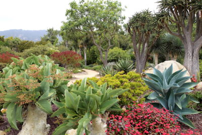 Succulent Garden2 (c) Debra Lee Baldwin