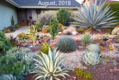 Succulent Landscape Design: Ideas, How-To's & Videos | Debra Lee ...