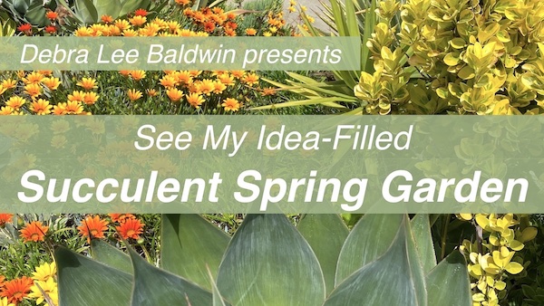 Succulent Garden video