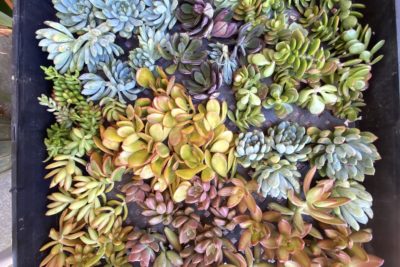 Succulent cuttings (c) Debra Lee Baldwin