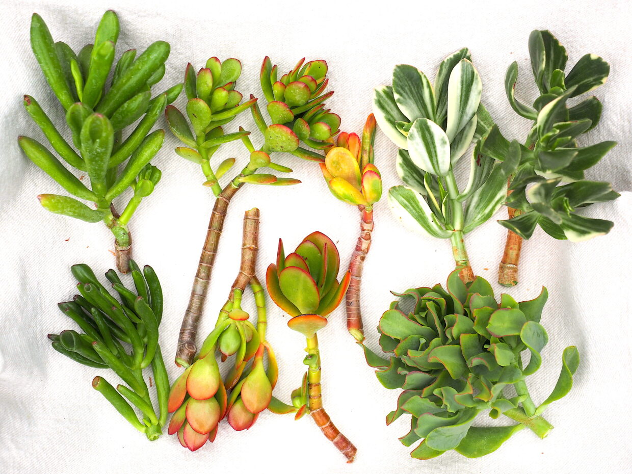 Succulent cuttings, ready to be planted (c) Debra Lee Baldwin 