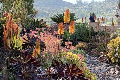 Succulent flower garden (c) Debra Lee Baldwin