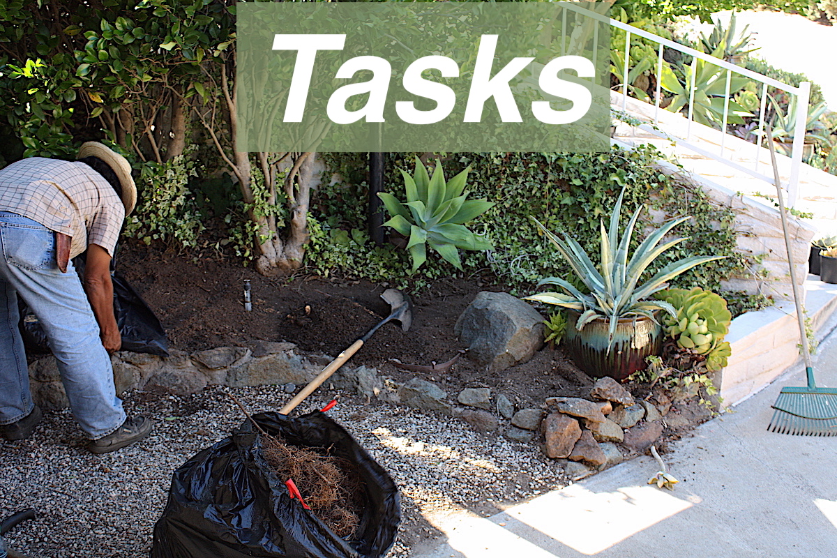Succulent garden tasks