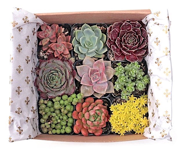 Succulent sampler gift box