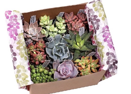 Succulent sampler gift box