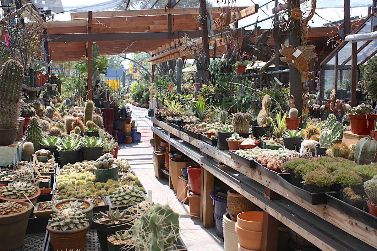 Succulents at California Cactus Center, Pasadena, CA (c) Debra Lee Baldwin