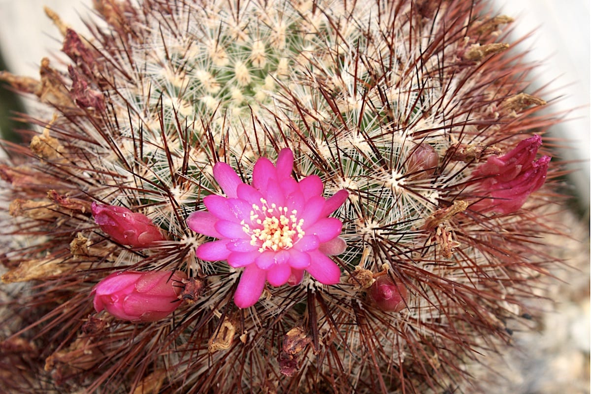 Pink flower cactus Sulcorebutia traquensis bicolorispinus (c) Debra Lee Baldwin