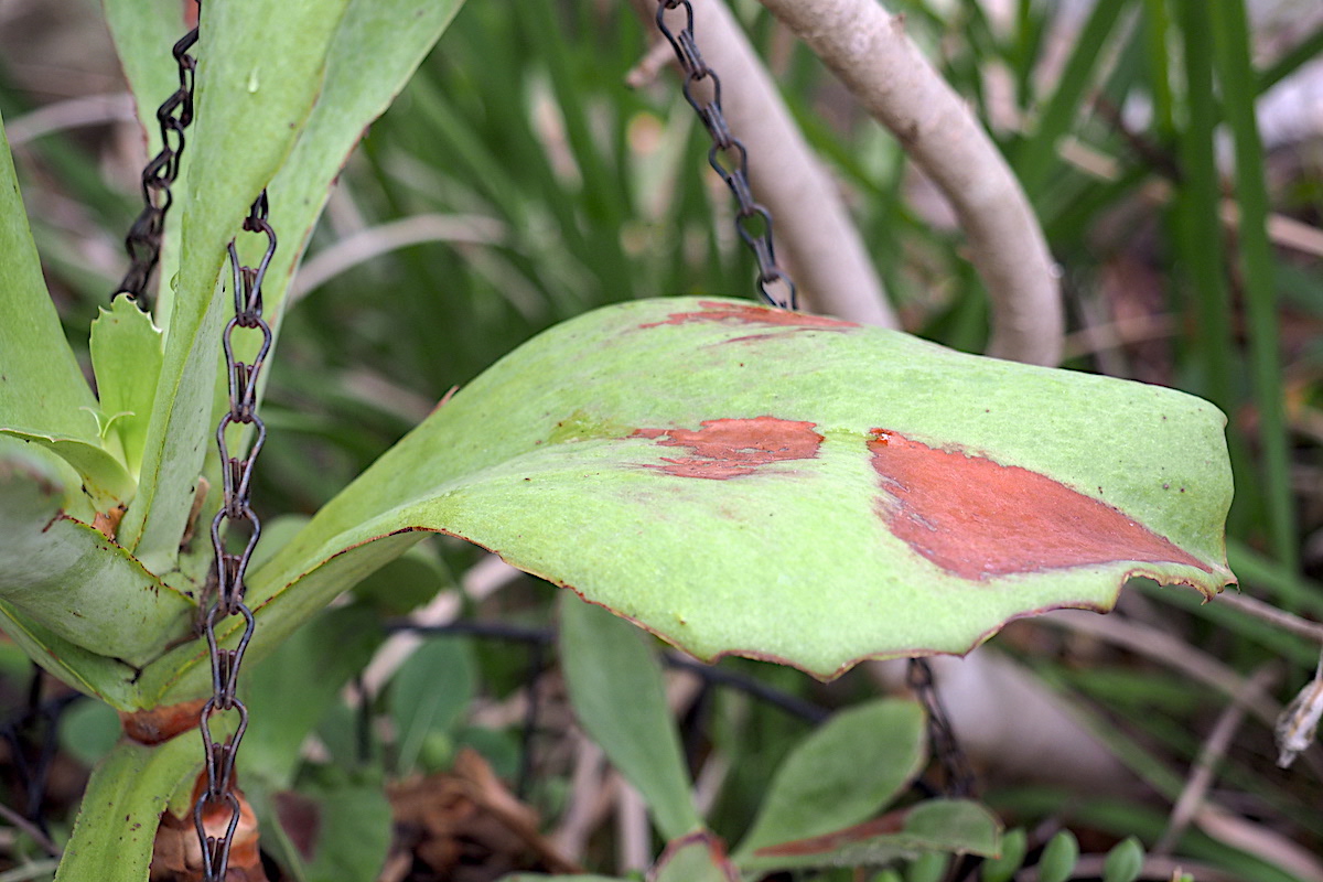Sunburned kalanchoe leaf