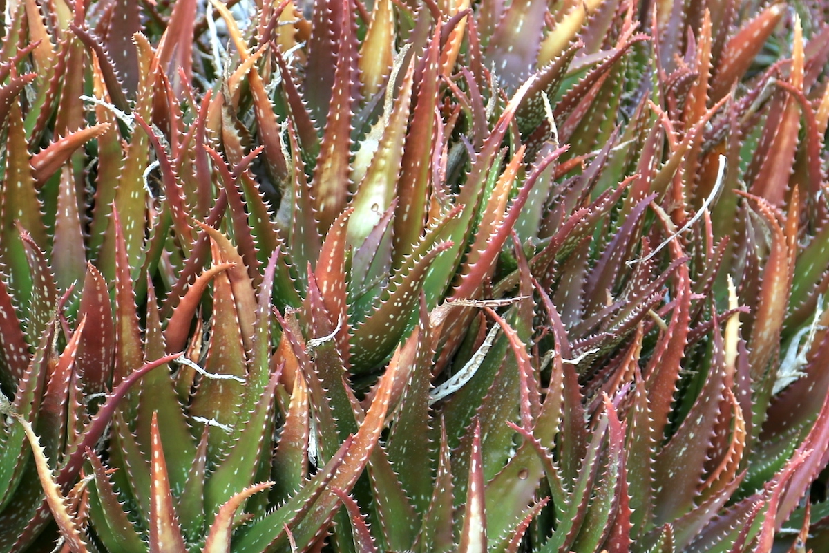 Sunburn on aloes shows up as beige patches (c) Debra Lee Baldwin