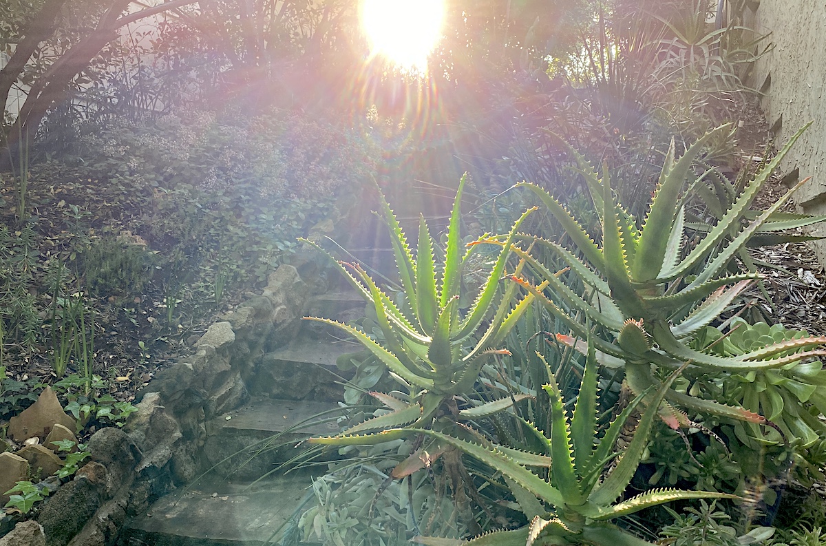 Sun and aloes