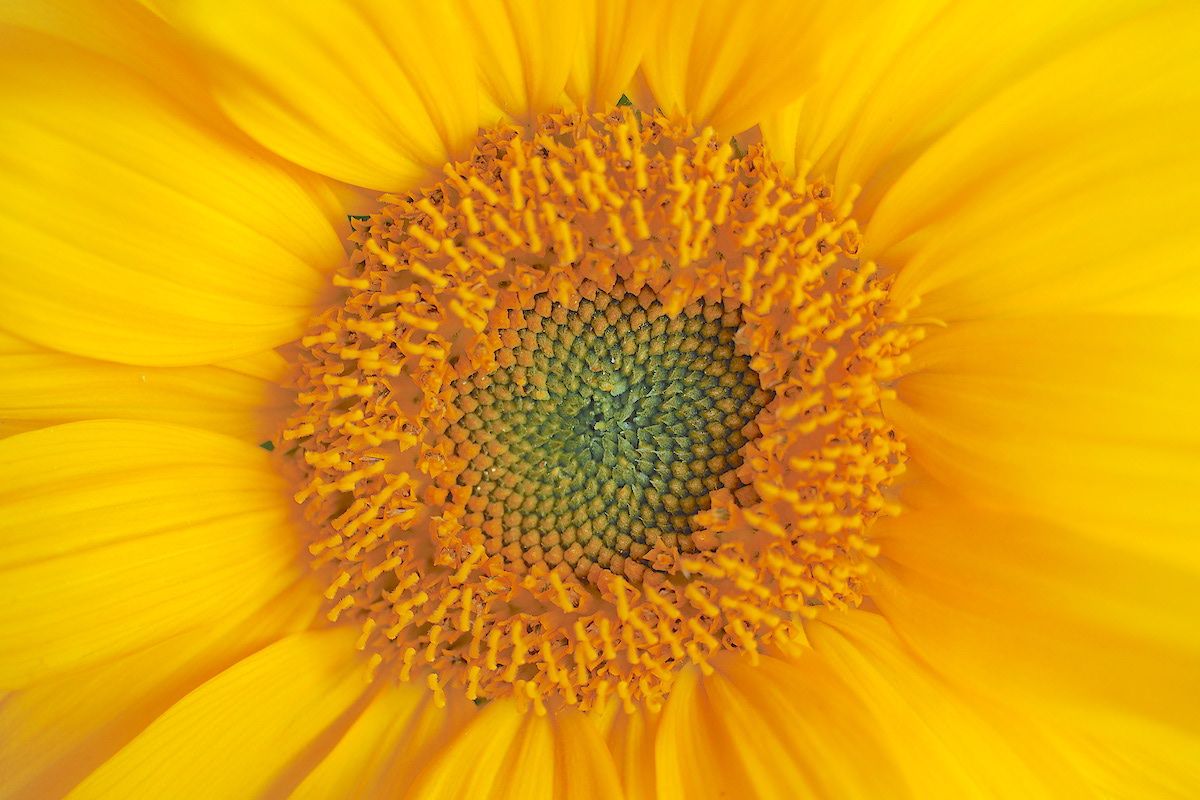 Sunflower center Fibonacci spiral (c) Debra Lee Baldwin