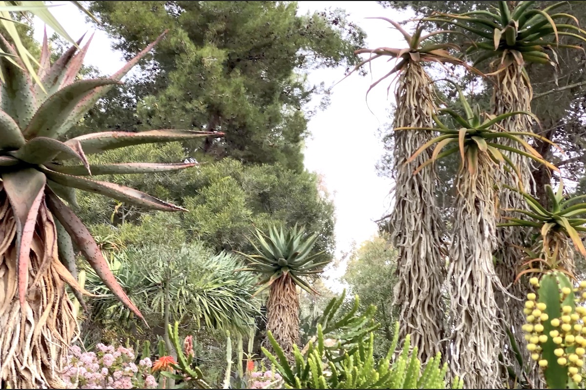 Aloes 15 feet tall with dry, shaggy leaves covering their trunks (c) Debra Lee Baldwin 