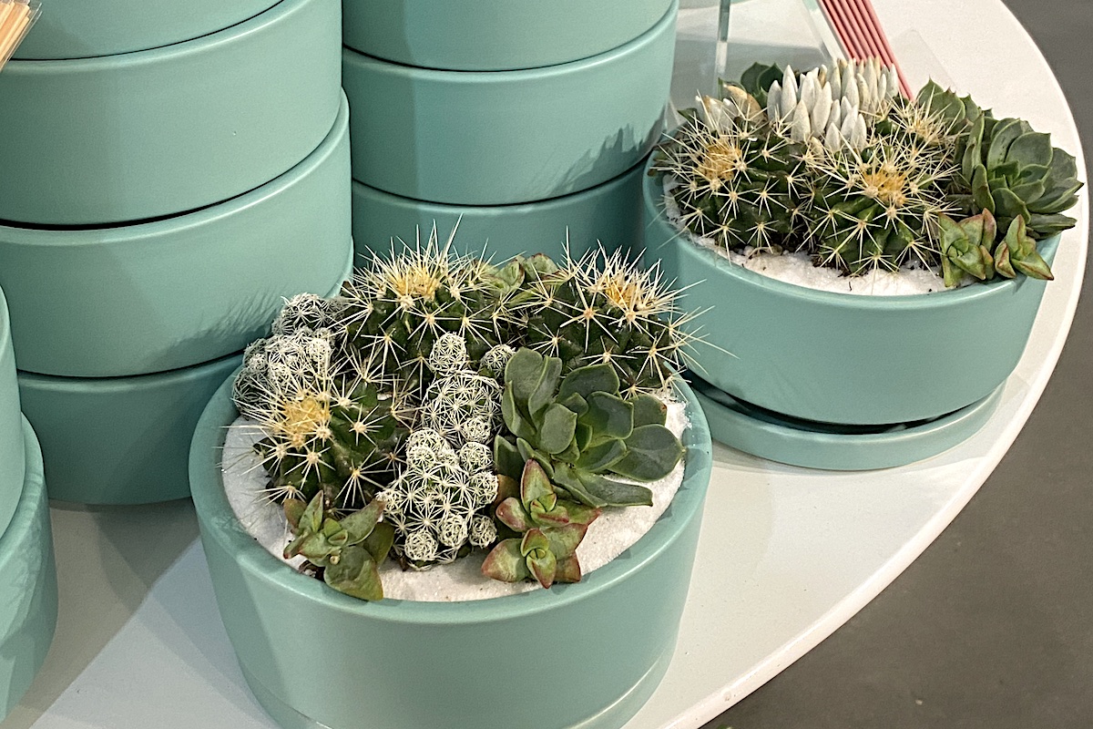 Teal pots w succulents (c) Debra Lee Baldwin