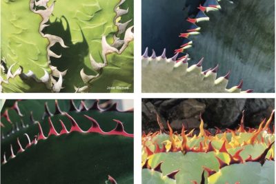 Teeth on agaves (c) Agaves by Jeremy Spath & Jeff Moore