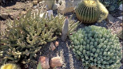 Cactus looks like dog poop or small pine cones Tephrocactus (c) Debra Lee Baldwin