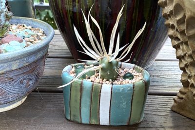 Tephrocactus articulatus (paper spine cactus) (c) Debra Lee Baldwin