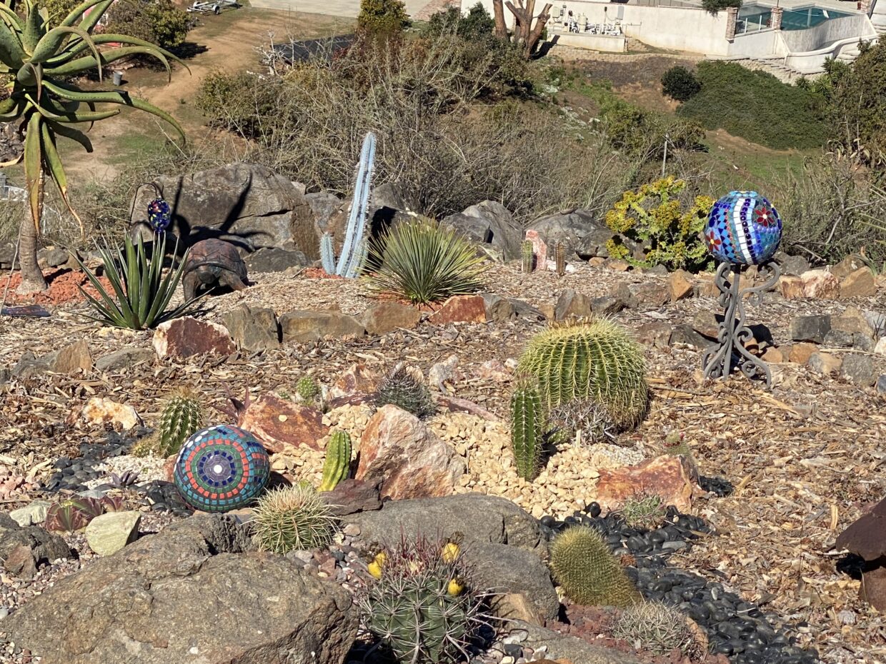 Succulent garden, newly planted, mosaic balls (c) Debra Lee Baldwin