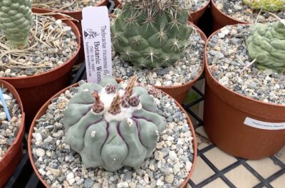 Thelocactus rinconensis subs. phymatothelos at Botanic Wonders nursery (c) Debra Lee Baldwin