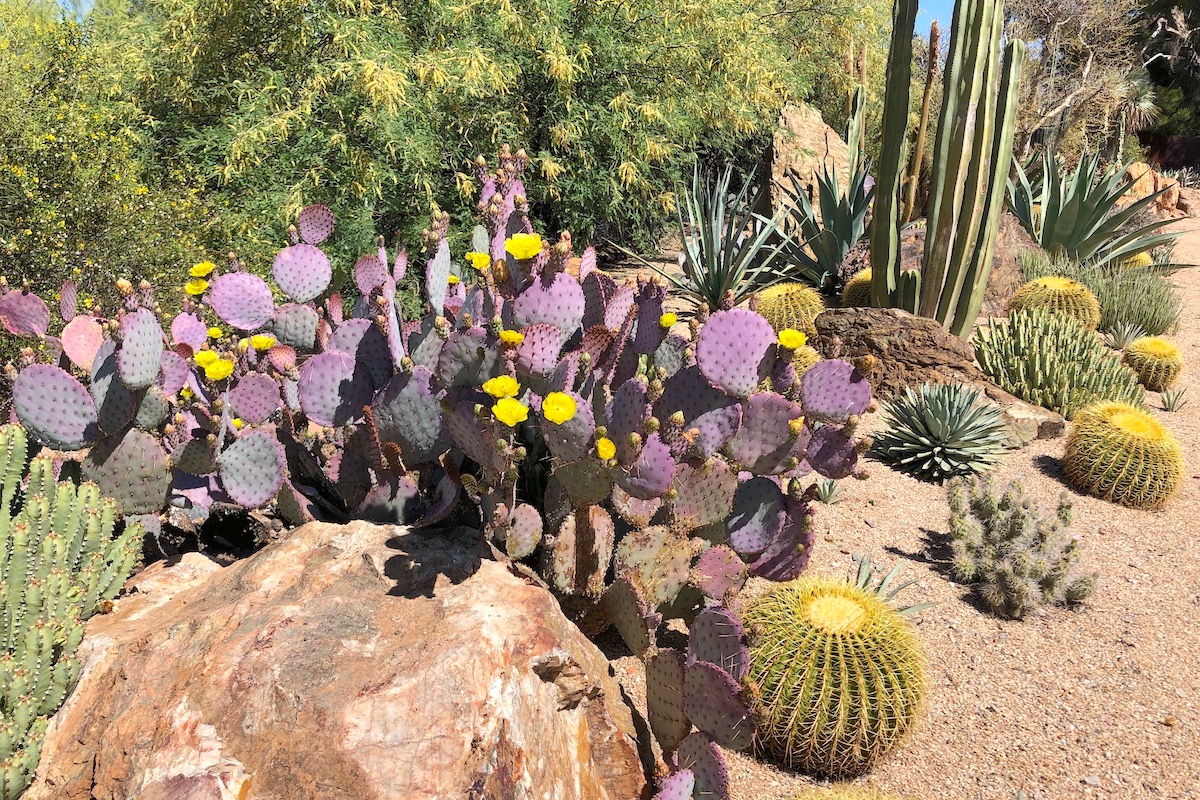 Desert garden with purple opuntia, Rich Zeh (c) Debra Lee Baldwin 