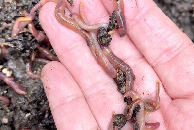 Red worms for composting (c) Debra Lee Baldwin 