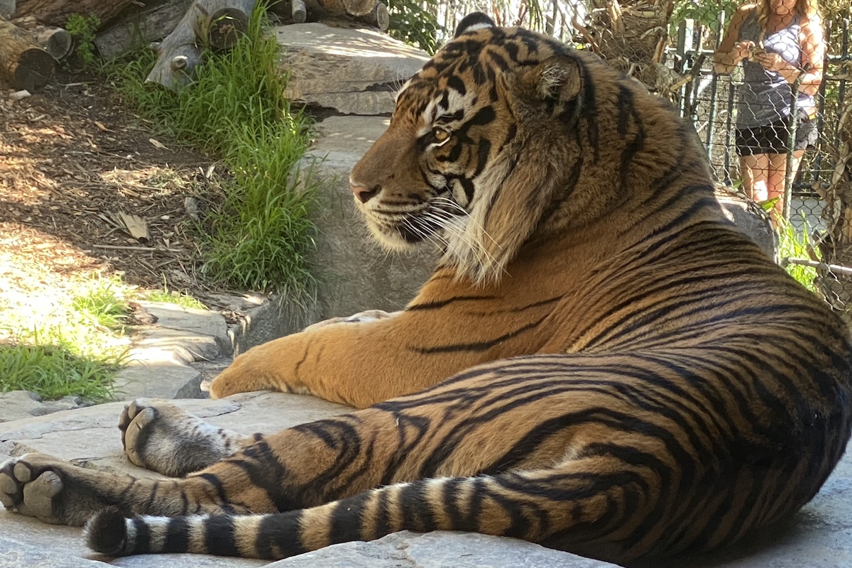 Tiger (c) Debra Lee Baldwin