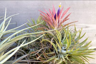 Air plant Tillandsia flower