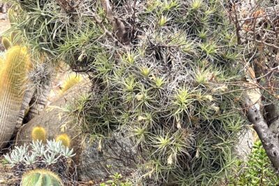 Air plants (tillandsias) at the Palomar College garden (c) Debra Lee Baldwin