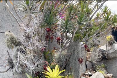 Air plants and other bromeliads in a dracaena tree (c) Debra Lee Baldwin