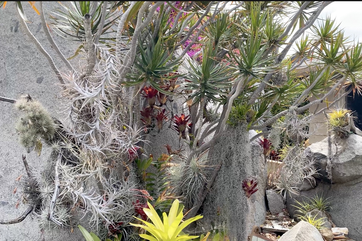 Air plants and other bromeliads in a dracaena tree (c) Debra Lee Baldwin