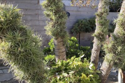 Air plants (tillandsias) attached to tree trunks with hot glue