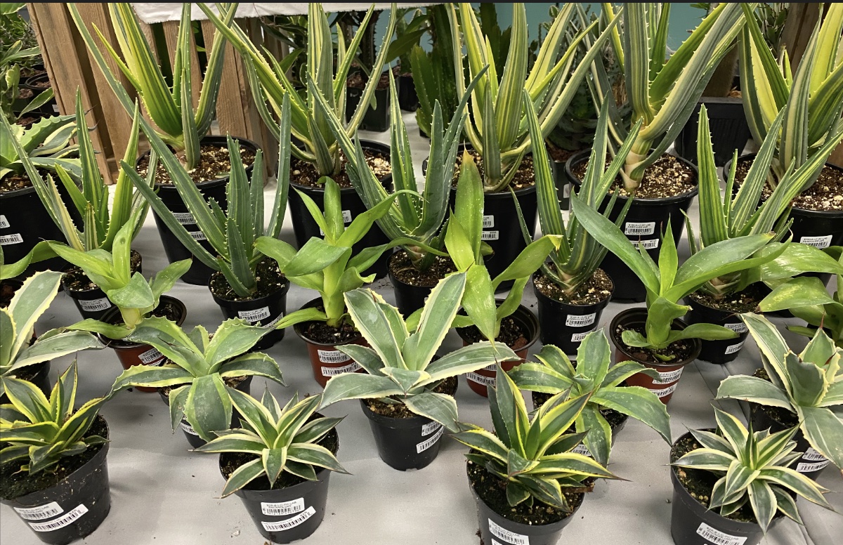 Aloes and agaves from Altman Plants' tissue culture lab 