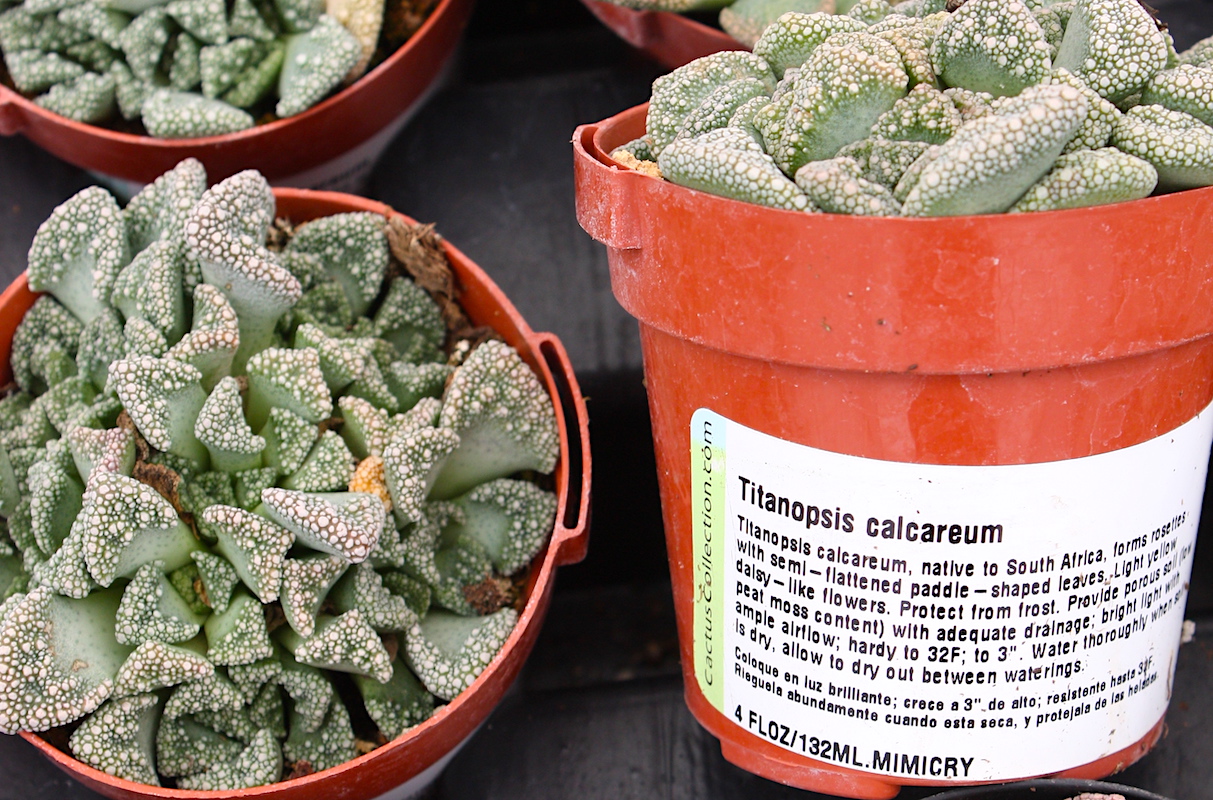 Titanopsis calcareum (c) Debra Lee Baldwin