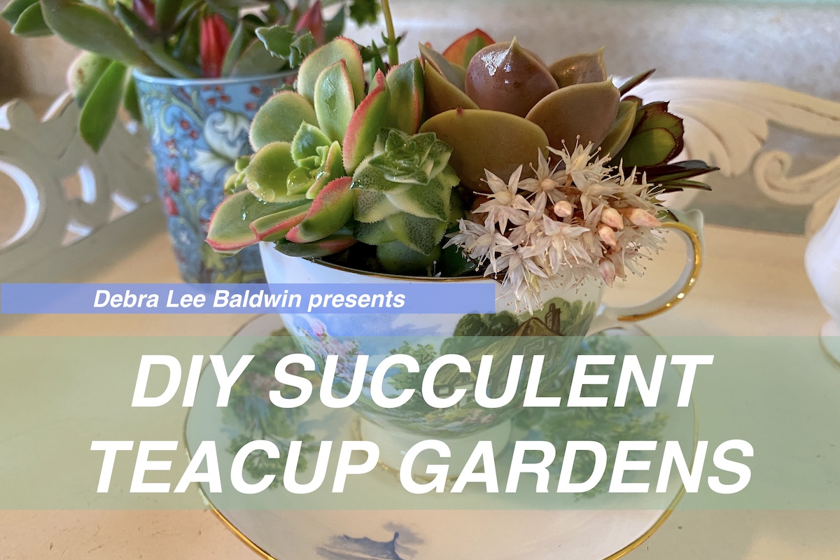 Debra's Succulent Teacup video