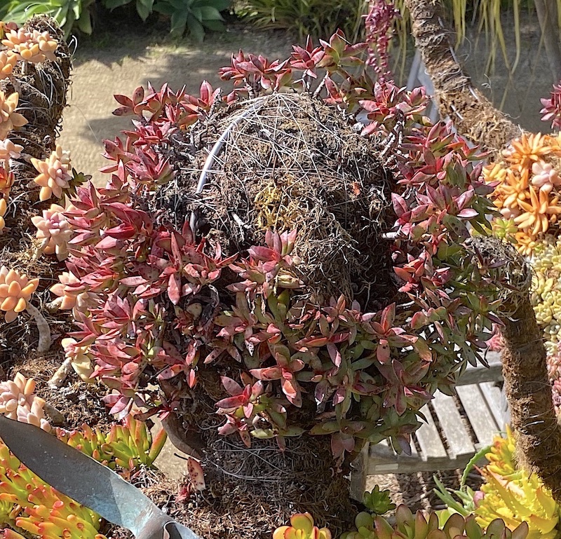 A topiary dancer's head reveals the frame, moss and fishing line in an area waiting for plants to fill in (c) Debra Lee Baldwin 