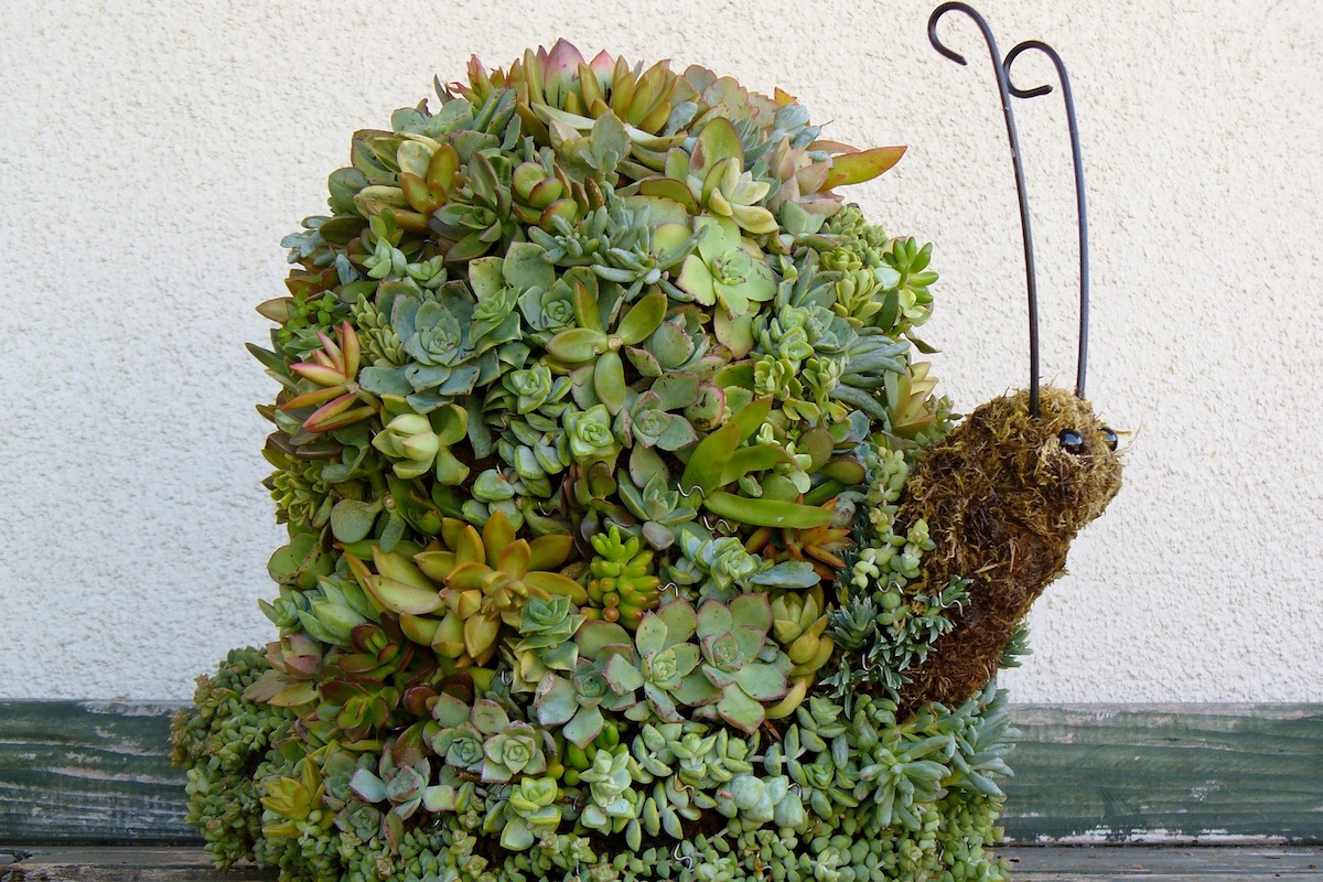 Succulent Topiary Tips, Care and How-To - Debra Lee Baldwin