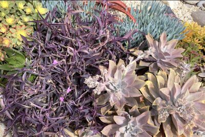 Graptoveria and purple tradescantia (c) Debra Lee Baldwin